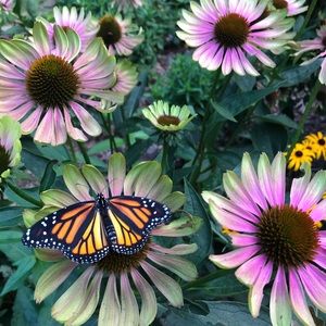 Meet your Posher, Julia